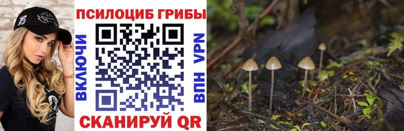 Псилоцибиновые грибы Psilocybe  Александровское 